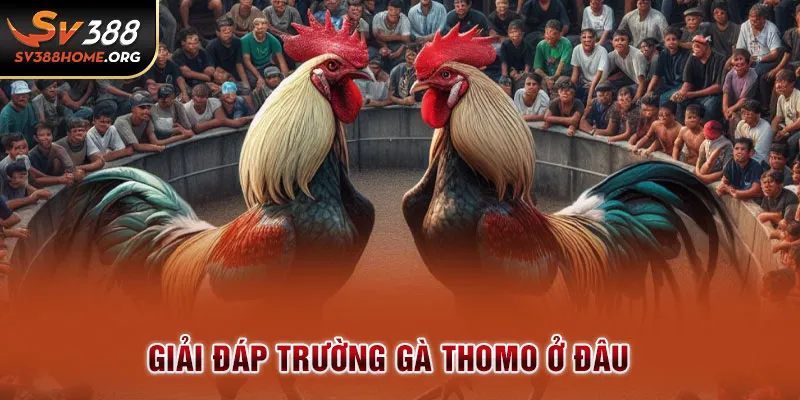 Giải đáp trường gà Thomo ở đâu