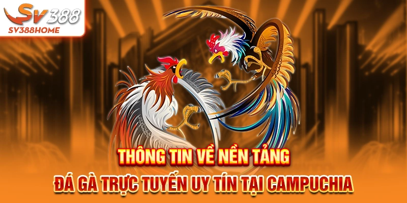 Thông tin về nền tảng đá gà trực tuyến uy tín tại Campuchia