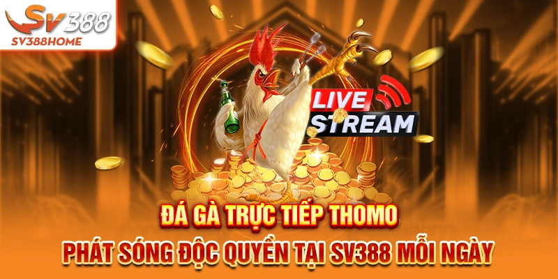 Đá gà trực tiếp Thomo phát sóng độc quyền tại SV388 mỗi ngày