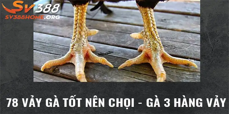 78 vảy gà tốt nên chọi - Gà 3 hàng vảy