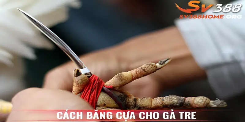 Cách băng cựa cho gà tre