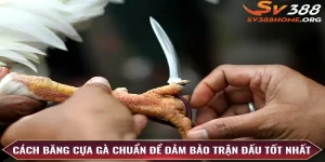 cách băng cựa gà sv388