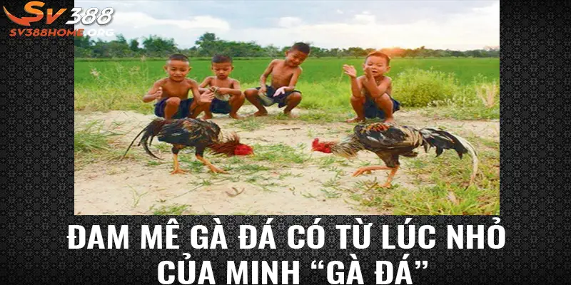 Đam mê gà đá có từ lúc nhỏ của Minh “Gà Đá”