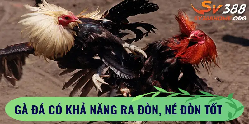 Gà đá có khả năng ra đòn, né đòn tốt