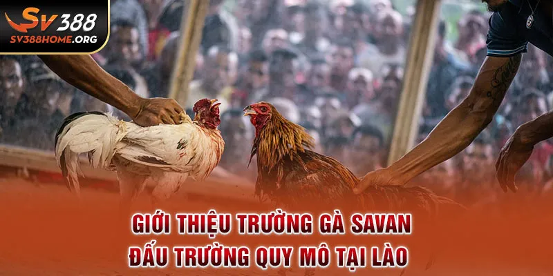 Giới thiệu trường gà savan - Đấu trường quy mô tại Lào