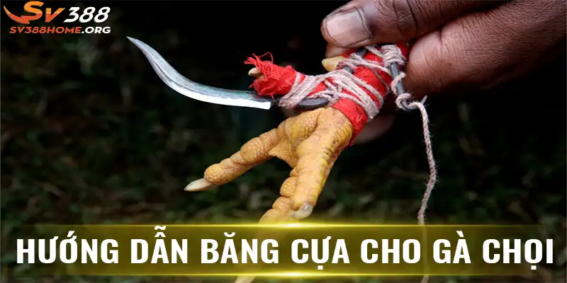 Hướng dẫn băng cựa cho gà chọi