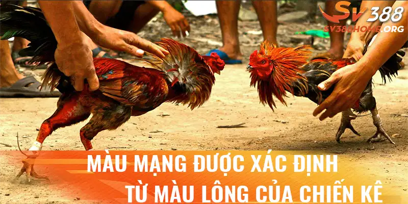 Màu mạng được xác định từ màu lông của chiến kê