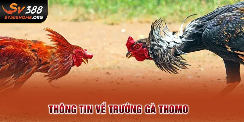 Thông tin về trường gà Thomo