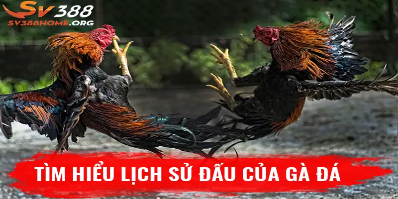 Tìm hiểu lịch sử đấu của gà đá