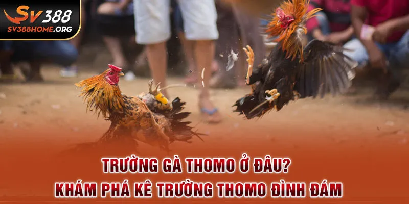 trường gà thomo ở đâu SV388