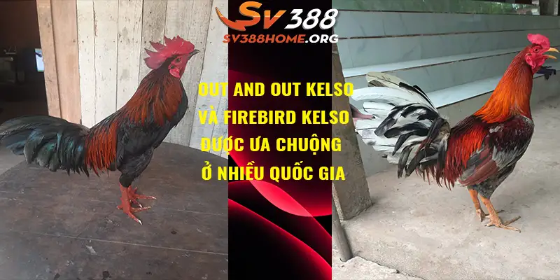 Out and Out Kelso và Firebird Kelso được ưa chuộng ở nhiều quốc gia