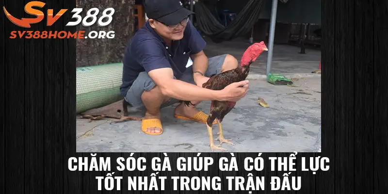 Chăm sóc gà giúp gà có thể lực tốt nhất trong trận đấu