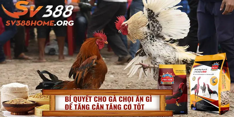 cho gà chọi ăn gì để tăng cân sv388