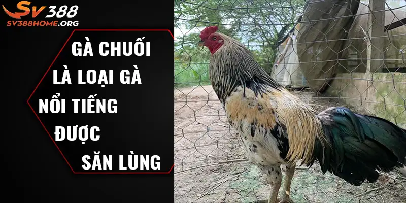 Gà chuối là loại gà nổi tiếng và được săn lùng