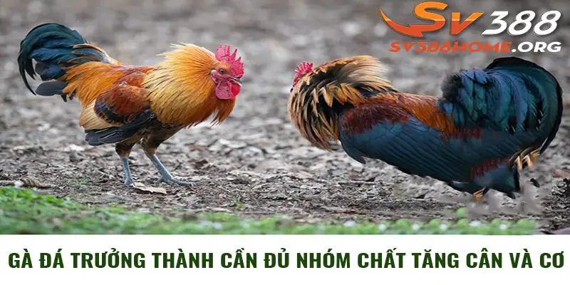 Gà đá trưởng thành cần đủ nhóm chất tăng cân và cơ