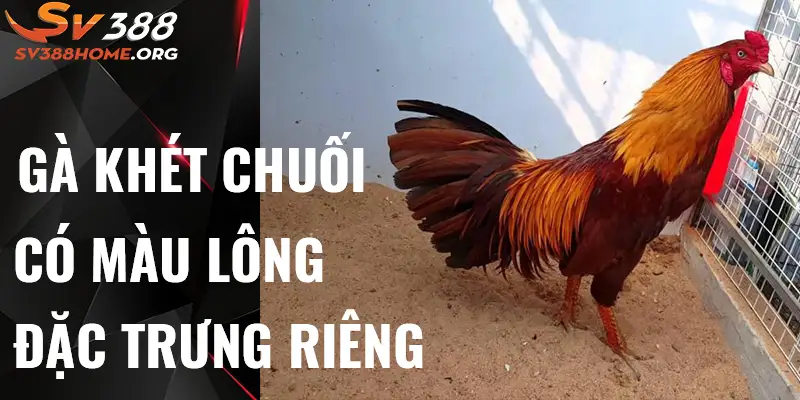 Gà khét Chuối có màu lông đặc trưng riêng