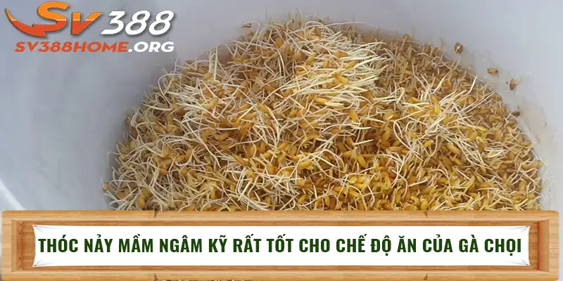 Thóc nảy mầm ngâm kỹ rất tốt cho chế độ ăn của gà chọi