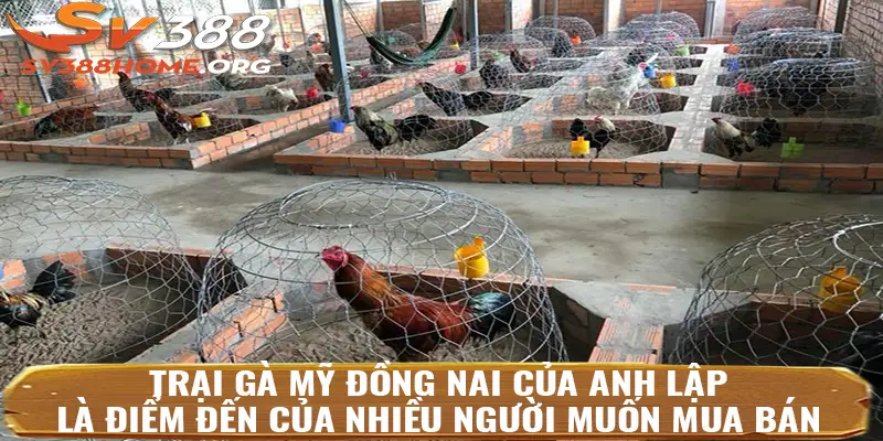 Trại gà Mỹ Đồng Nai của anh Lập là điểm bán gà Mỹ thua độ giá rẻ