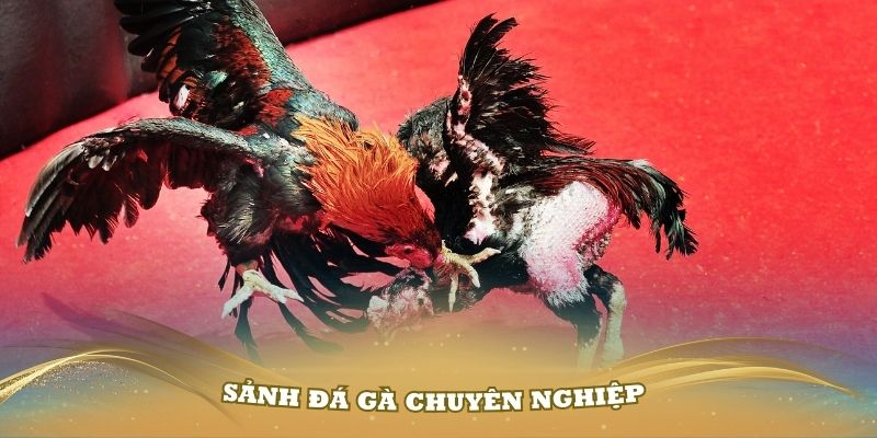 Review Alo789 với sảnh đá gà chuyên nghiệp