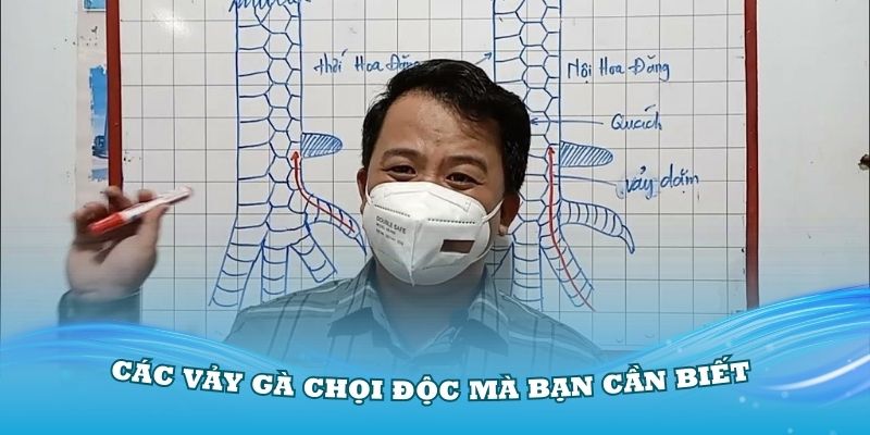 Tổng hợp các vảy gà chọi độc mà bạn cần biết