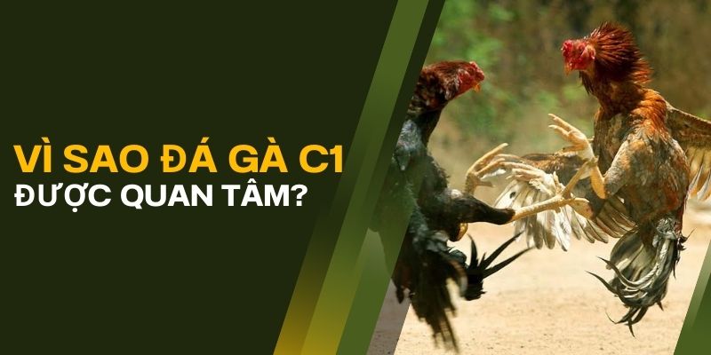 Vì sao trực tiếp đá gà C1 luôn được nhiều người lựa chọn?