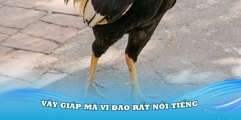 Vảy Giáp Mã Vi Đao rất nổi tiếng