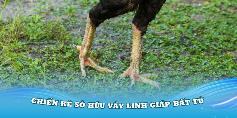 Chiến kê sở hữu vảy Linh Giáp Bất Tử